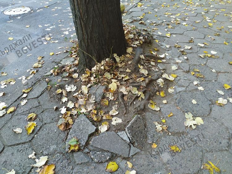 Коренища разбиват тротоарите в Кърджали, прекъсват кабелите за уличното осветление