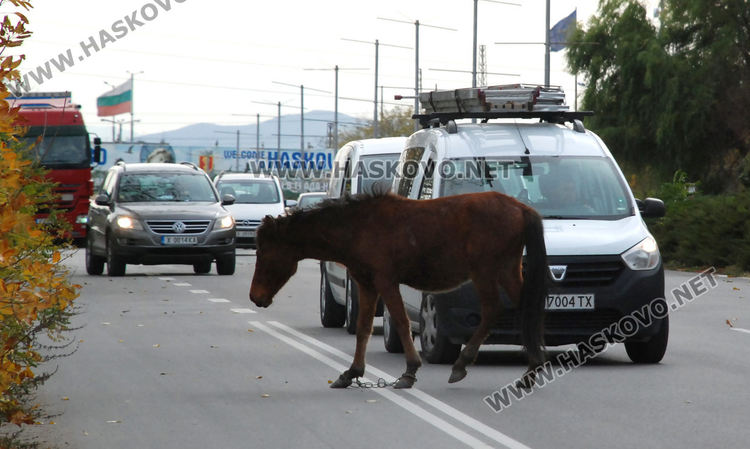 Безстопанствени коне затрудниха движението по пътя в Хасково за Димитровград