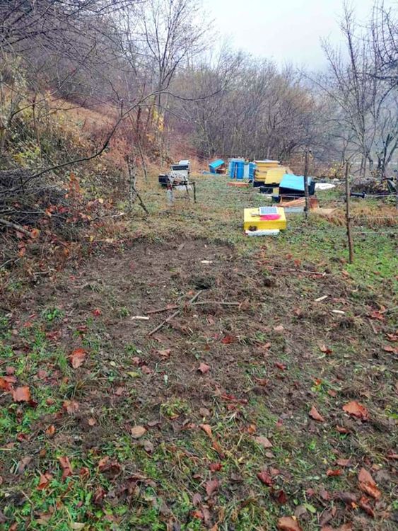 Пчелина край Могилица е унищожен въпреки електропастирите, мечката подкопала земята под кабелите