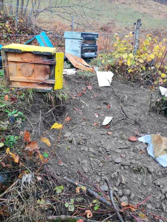 Животното е унищожило почти целия пчелин, до кошерите се добрало прокопавайки земята под кабелите, снимки: фейсбук профил Красимир Събев