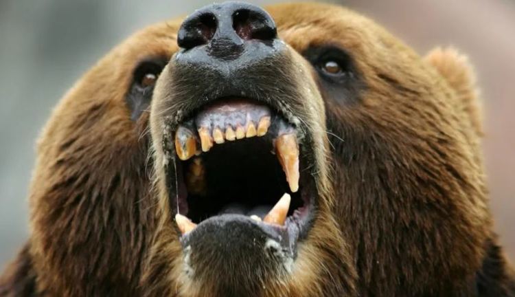 Седем сигнала за 14 дни, мечка стръвница напада животни и пчелини в смолянски села