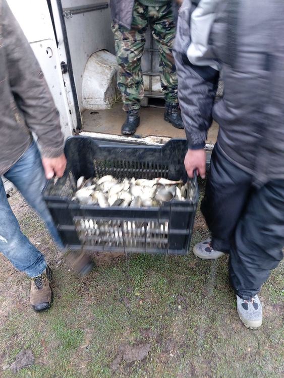 Над 6000 рибки шаран и бял амур заплуваха в язовир "Доспат" 