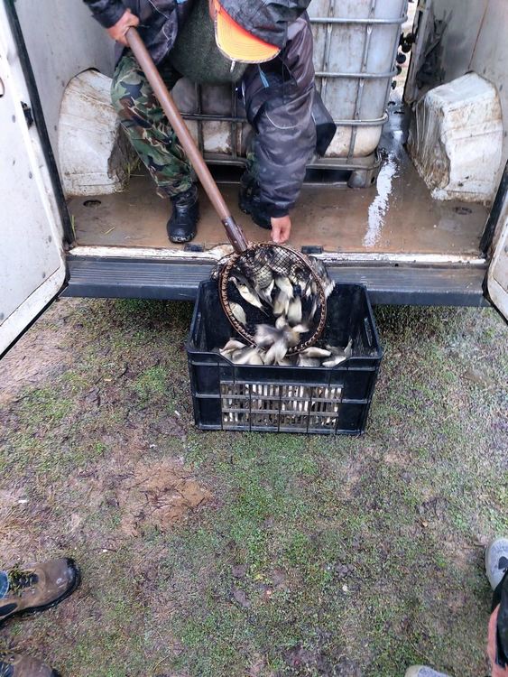 Над 6000 рибки шаран и бял амур заплуваха в язовир "Доспат" 