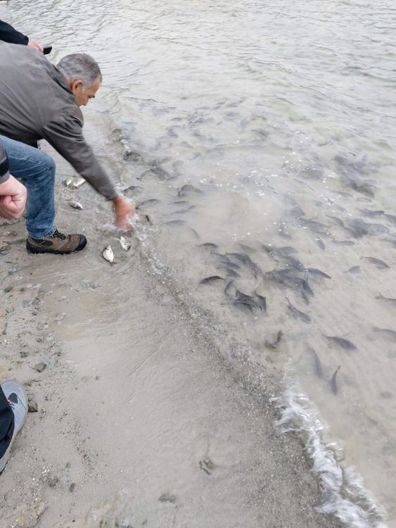 Над 6000 рибки шаран и бял амур заплуваха в язовир "Доспат" 