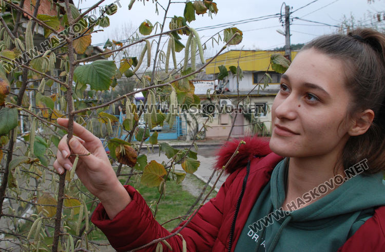Цъфнаха люляци и лешници, зимата ще е студена