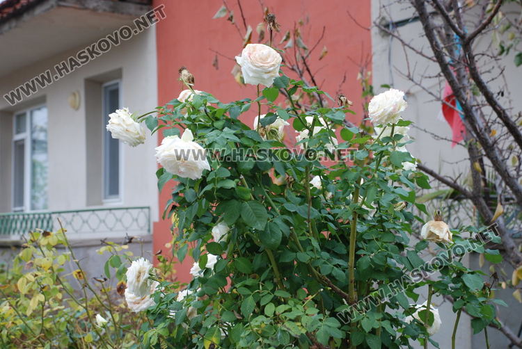 Цъфнаха люляци и лешници, зимата ще е студена