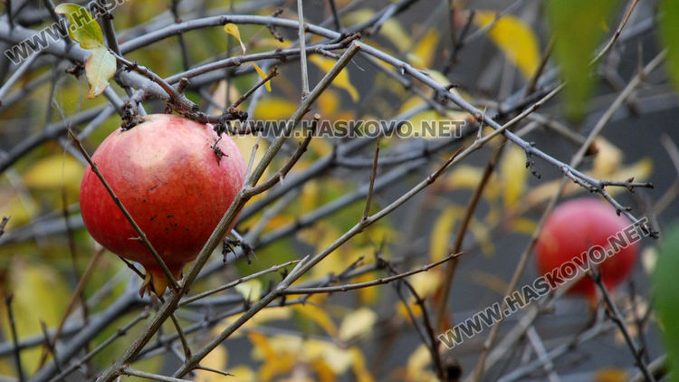 Цъфнаха люляци и лешници, зимата ще е студена