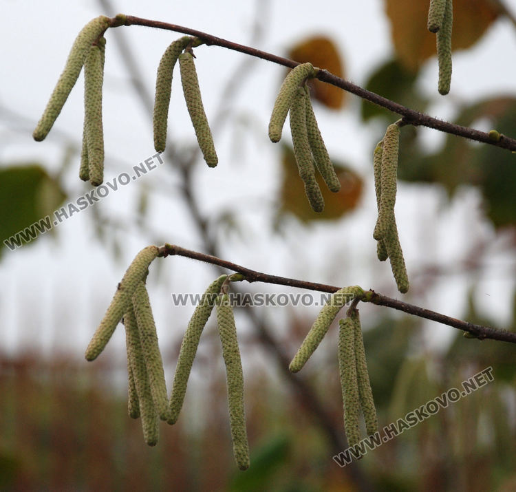 Цъфнаха люляци и лешници, зимата ще е студена