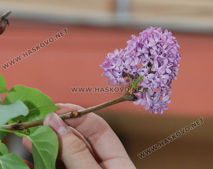 Цъфнаха люляци и лешници, зимата ще е студена