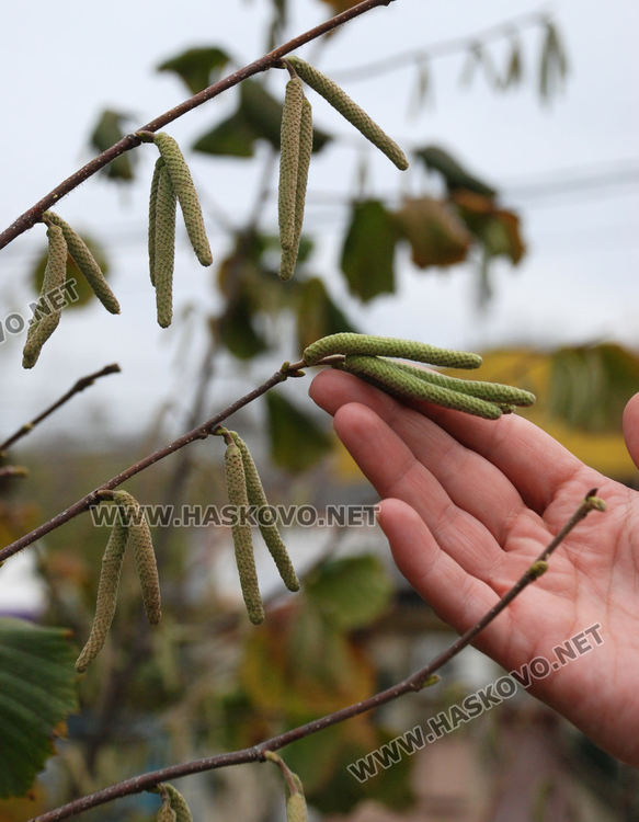 Цъфнаха люляци и лешници, зимата ще е студена