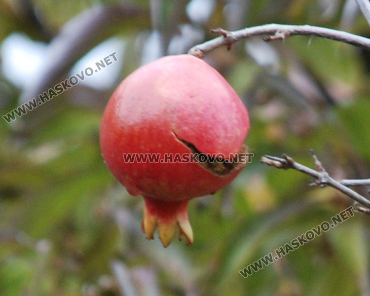 Цъфнаха люляци и лешници, зимата ще е студена