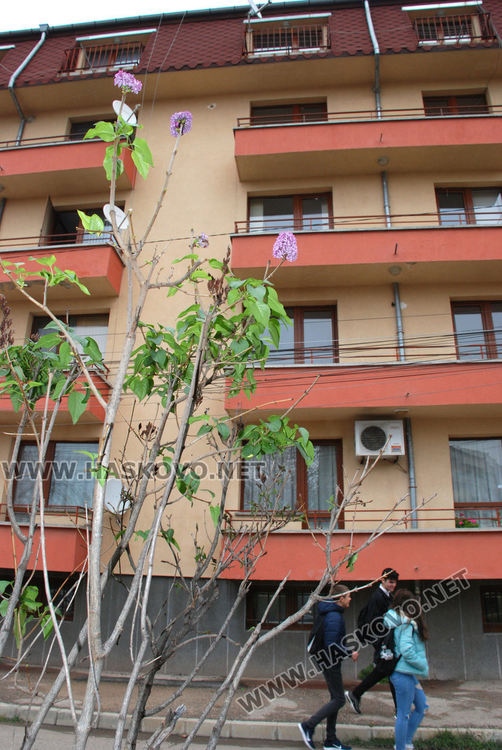 Цъфнаха люляци и лешници, зимата ще е студена