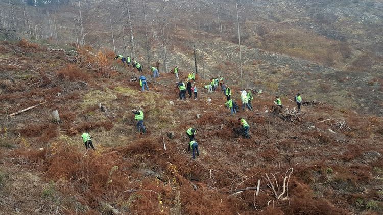 Смолянски хотелиери организираха залесяване на опожарена гора край Ардино