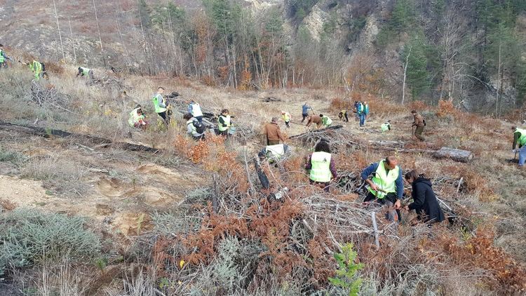 Смолянски хотелиери организираха залесяване на опожарена гора край Ардино
