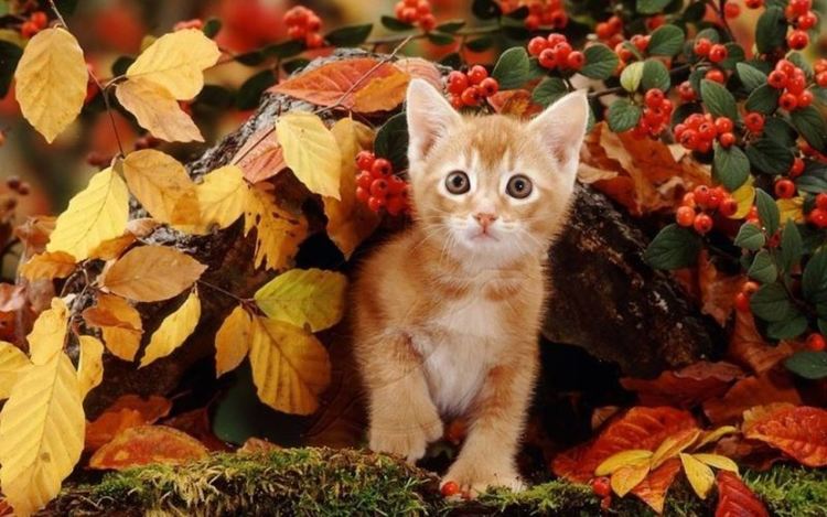 Облачна събота с валежи