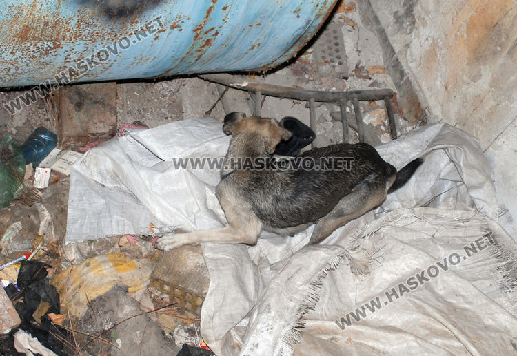 Викат пожарникари за спасяване на бедстващо куче