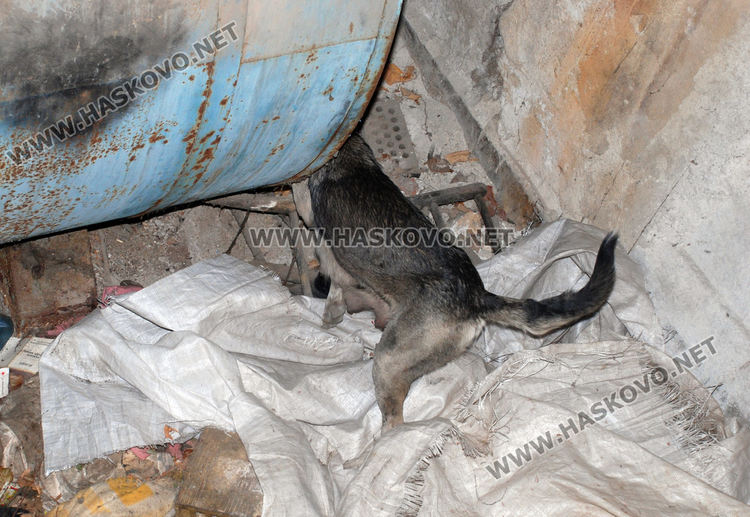 Викат пожарникари за спасяване на бедстващо куче