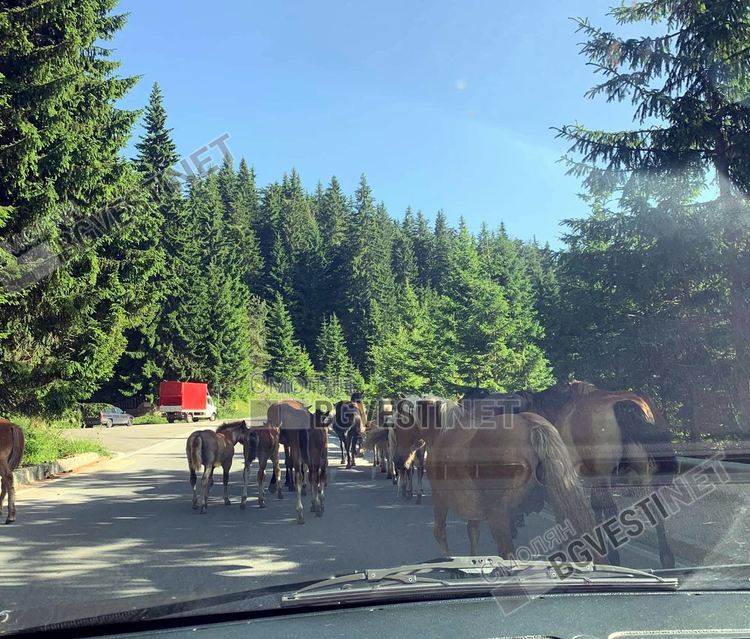 Водачите редовно сигнализират в групите за "пътна взаимопомощ" за тстада коне по пътя за Пампорово, полицията обаче не може да се справи с проблема, защото не откриват собствениците им