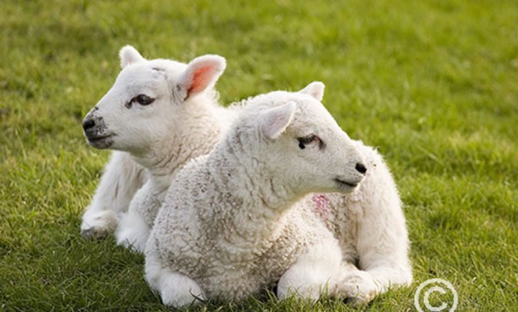 Разкриха кражба на домашни животни