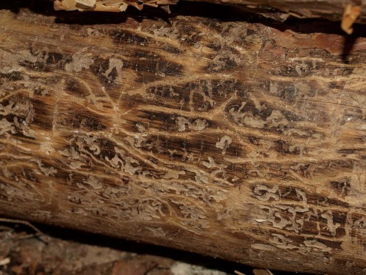 2. Майчини и ларвни галерии от върхов корояд по белия бор