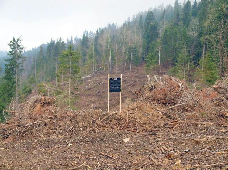 1. Феромонови ловилки за корояд по белия бор