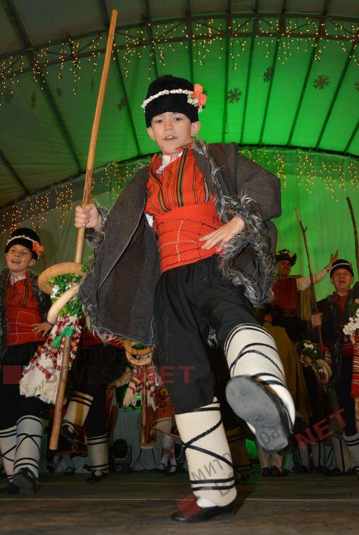 Дядо Коледа запали в Димитровград най-голямата жива елха в България