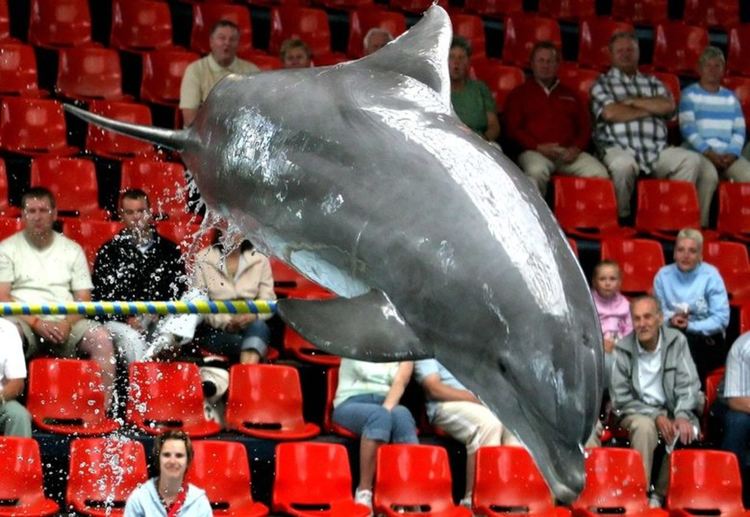 Варненският делфинариум е най-тесният затвор за животни в света, обяви международна организация