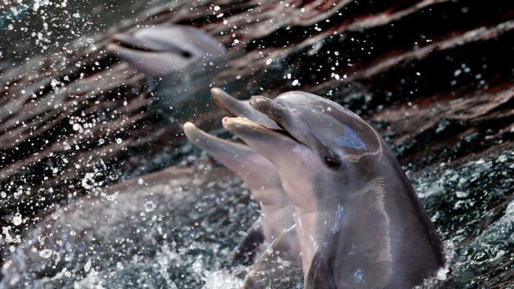 Варненският делфинариум е най-тесният затвор за животни в света, обяви международна организация