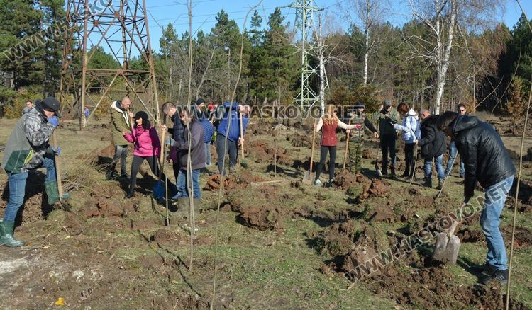 Съветникът Минев очаква по 100 кг мед годишно от засадената гора край Хасково
