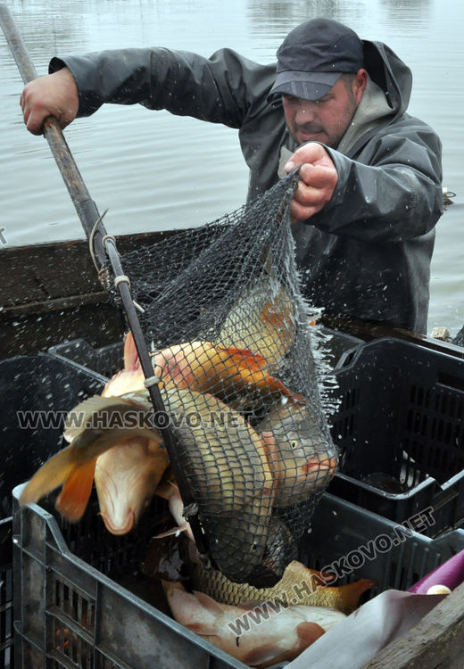 5 лева е килограмът на пресния шаран от язовира преди Никулден