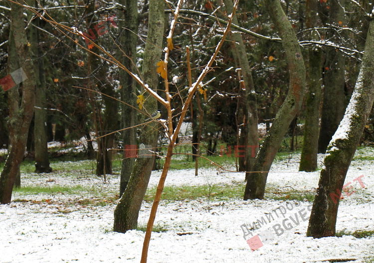 първи сняг в парк Марица