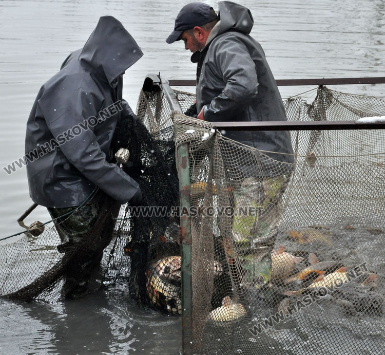5 лева е килограмът на пресния шаран от язовира преди Никулден