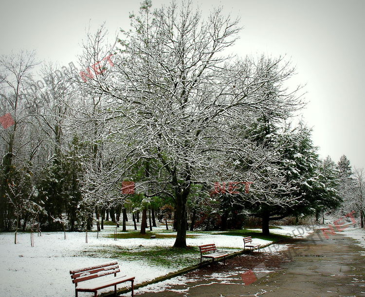 първи сняг в парк Марица