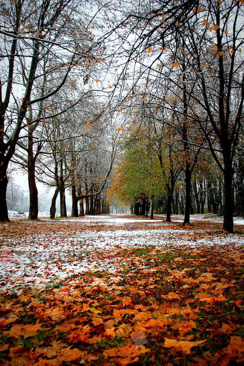 първи сняг в парк Марица