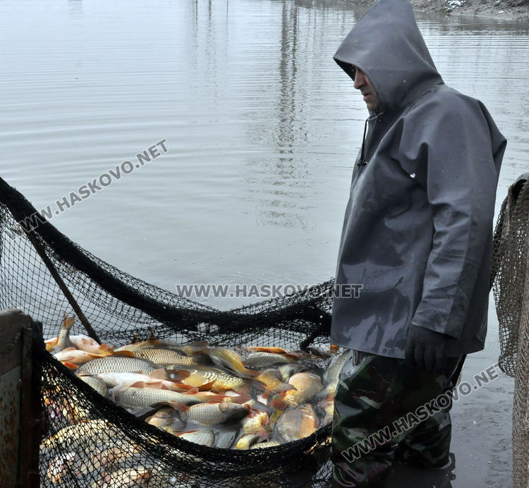 5 лева е килограмът на пресния шаран от язовира преди Никулден