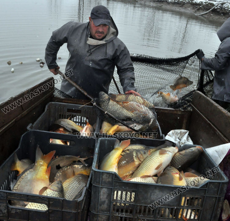 5 лева е килограмът на пресния шаран от язовира преди Никулден