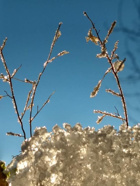 сн: Зорница Иванова