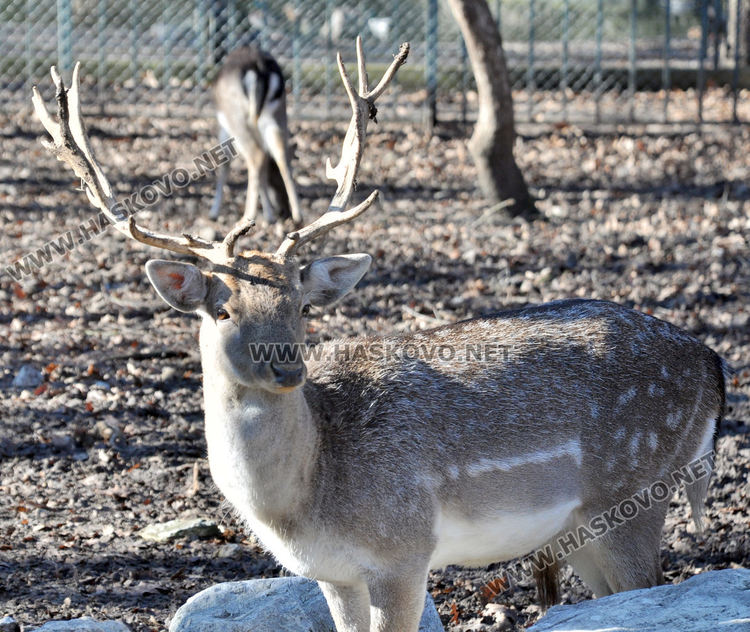 Хасковският зоопарк готов за зимата, вече е с нова детска площадка