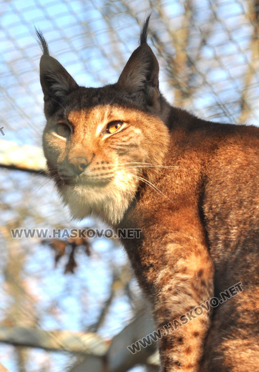Хасковският зоопарк готов за зимата, вече е с нова детска площадка