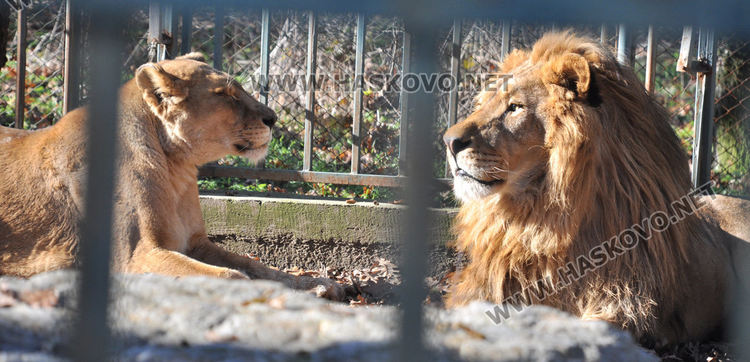 Хасковският зоопарк готов за зимата, вече е с нова детска площадка