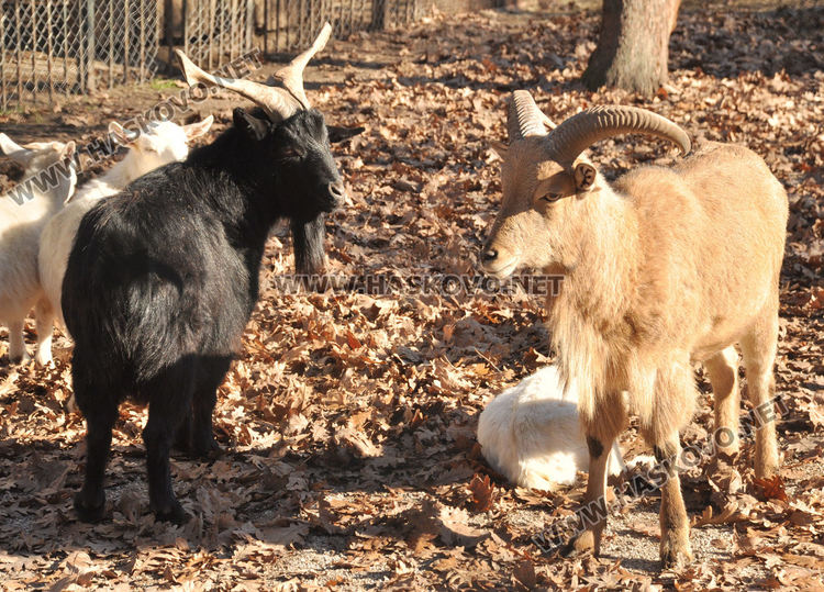 Хасковският зоопарк готов за зимата, вече е с нова детска площадка