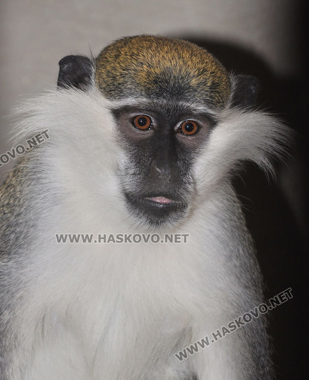 Хасковският зоопарк готов за зимата, вече е с нова детска площадка