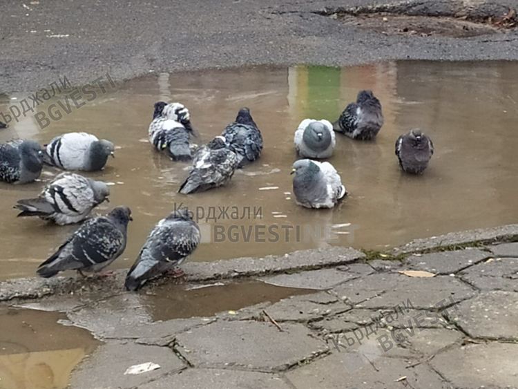         Новия зов на Природата: Да превърнем дупките по пътищата в джакузита