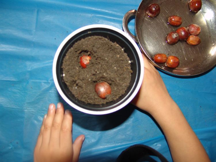 Деца посадиха семена на дръвчета по повод Международния ден на планините