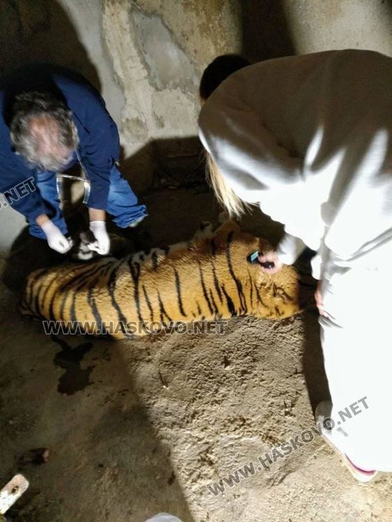 Кадър, направен по време на извършването на манипулацията, снимка: Зоопарк -Хасково