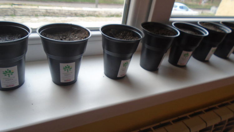 Деца посадиха семена на дръвчета по повод Международния ден на планините