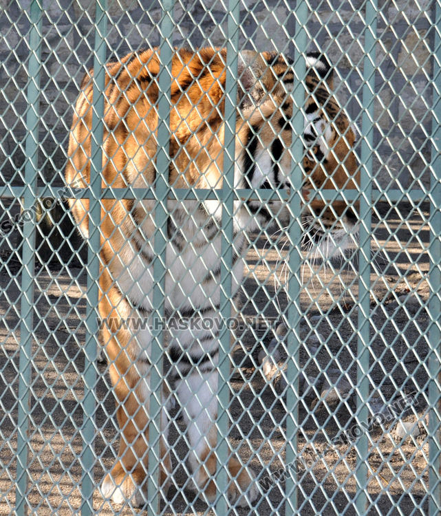 Генно изследване доказа, че тигрицата Марица е с изрядни документи