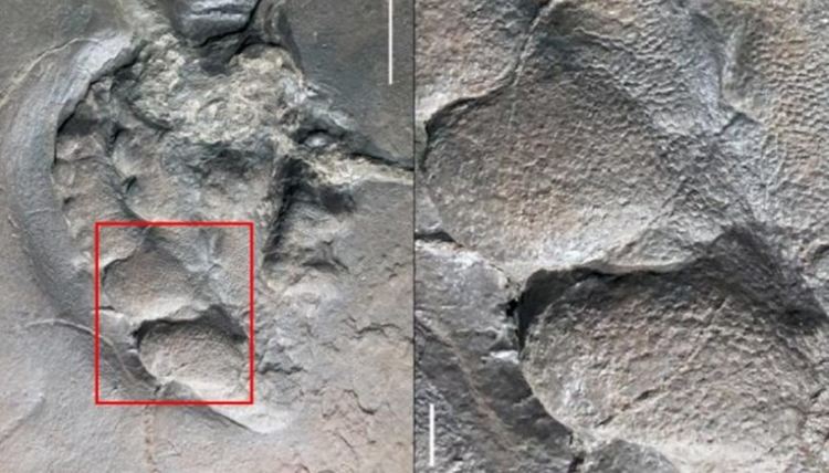 Загадъчните "плаващи  камъни" съществували още преди 200 милиона години