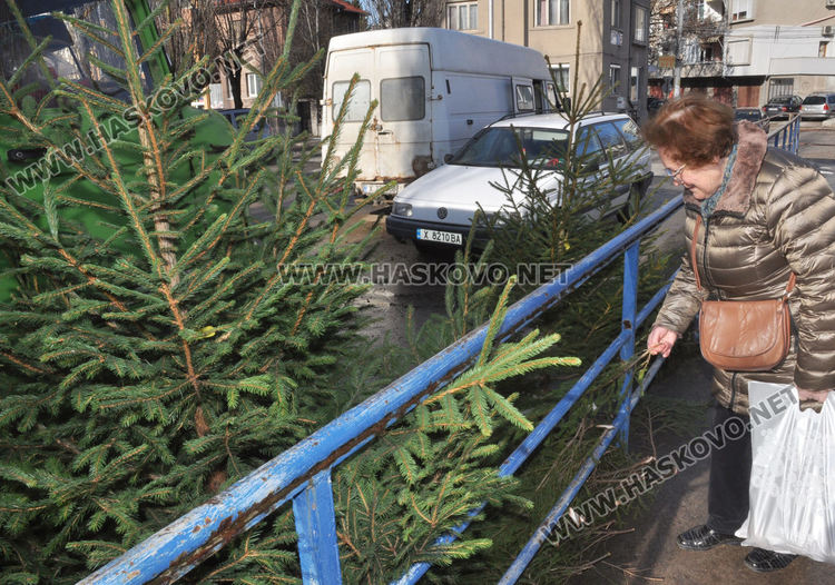 Естествени елхички от Смолян вече на пазара в Хасково за Коледа