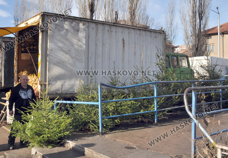 Естествени елхички от Смолян вече на пазара в Хасково за Коледа